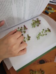 Pressing flowers in a book