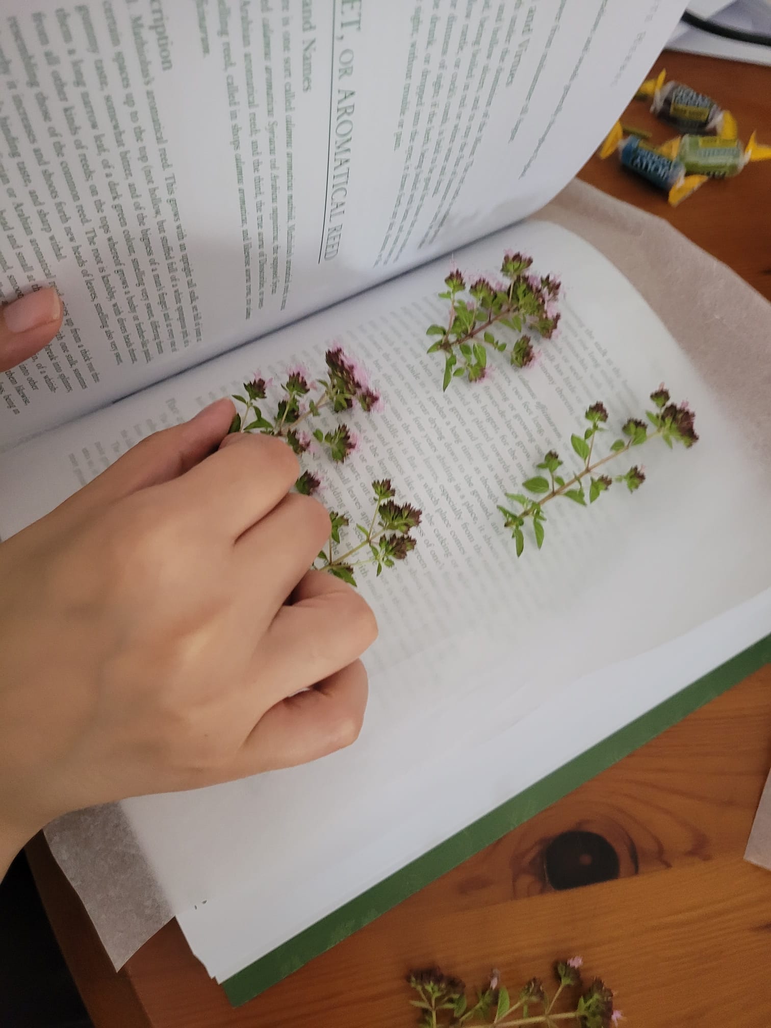 Pressing flowers in a book