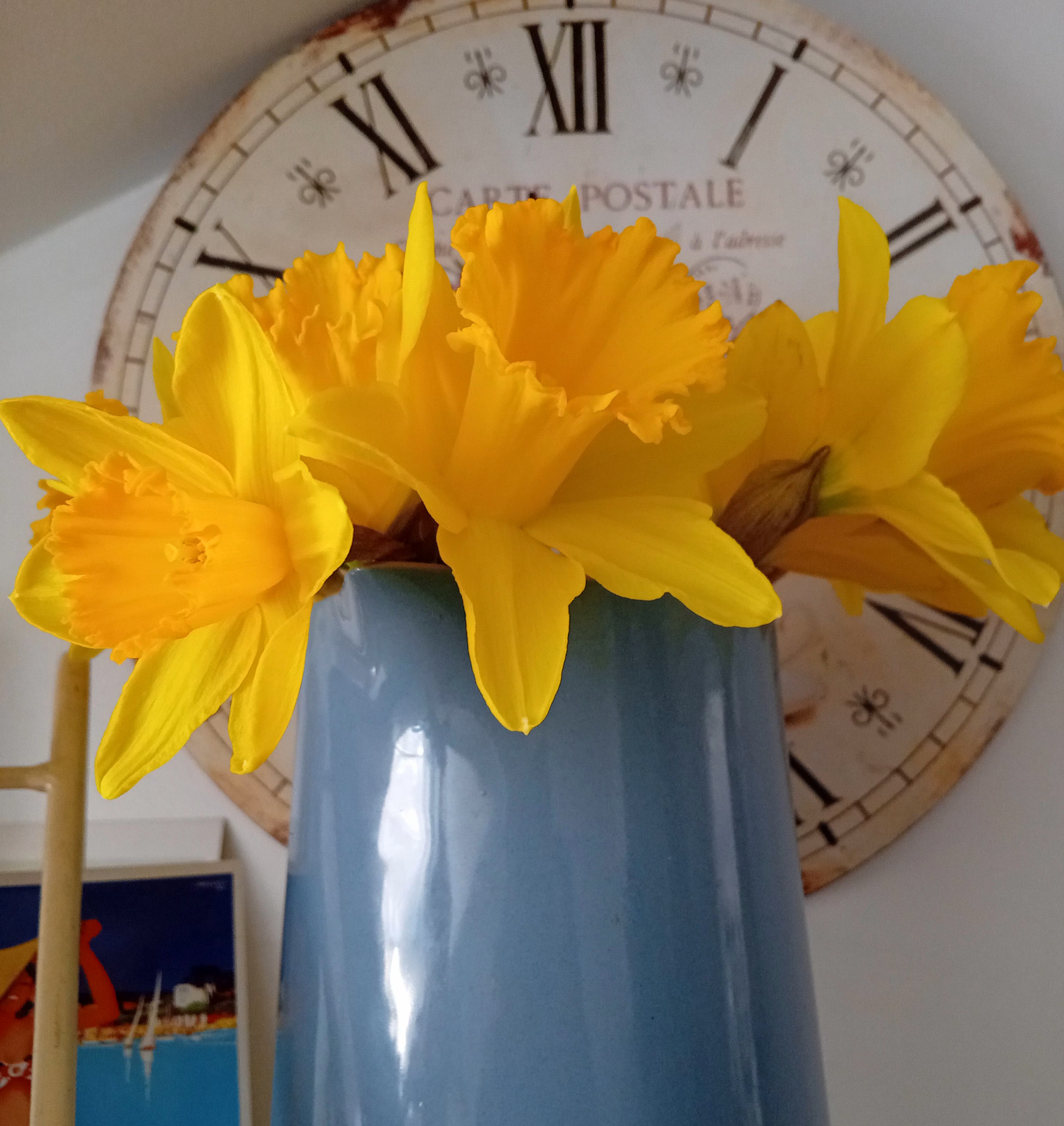 Daffodils in spring
