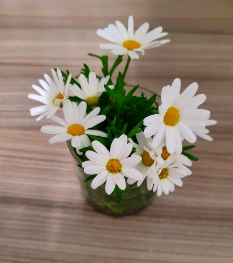 Daisies, New Year, Tavernier Travels